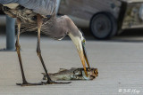 Great Blue Heron 58
