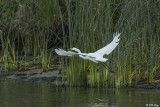 Great Egret 50