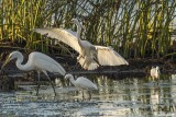 Great Egrets 51