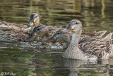 Mallard Ducks  27