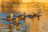 Mallard Ducks 56