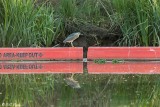 Night Heron 53