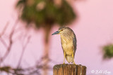 Black-crowned Night Heron  16