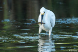Snowy Egret  58