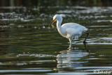 Snowy Egret  60