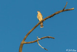American Kestrel 40