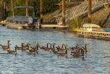 Canada Geese  36