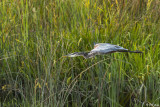 Great Blue Heron 61