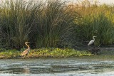 Great Blue Heron 63