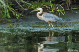 Great Blue Heron  67