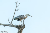 Great Blue Heron 65