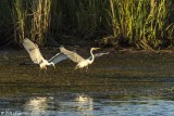 Great Egrets 53