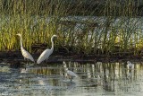 Great Egrets 55