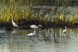 Great Egrets 56