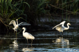 Snowy Egret 106
