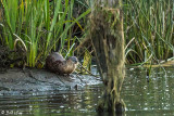 River Otters 59