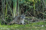 Raccoon 24
