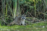 Raccoon  16