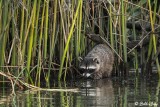 Raccoon 25