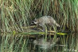 Raccoon 28