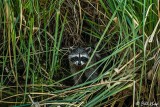 Raccoon 29