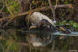 River Otters 62