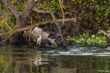 River Otters 64