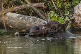 River Otters 66
