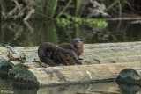 River Otters 67