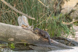 River Otters 68