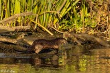 River Otters 71