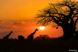 Giraffe Sunset  