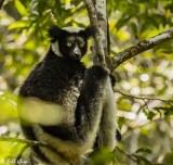 Indri, Andasibe 1