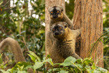 Common Brown Lemur, Andasibe 1