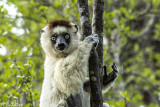 Verreaux's Sifaka, Spiny Forest, Mandrare River Camp 5