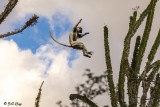 Verreaux's Sifaka, Spiny Forest,Mandrare River Camp 3