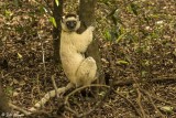 Verreaux's Sifaka, Spiny Forest, Mandrare River Camp 1