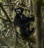 Black Indri, Saha Forest Camp  2