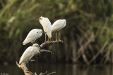 Cattle Egrets, Lake Tsarasoatra, Antananarivo  1