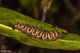 Caterpillar, Saha Forest Camp  1