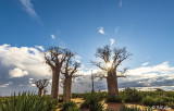 Baobab Trees, Mandrare Forest Lodge 11