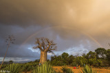 Baobab Trees, Mandrare Forest Lodge 6