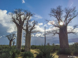 Baobab Trees, Mandrare Forest Lodge 4