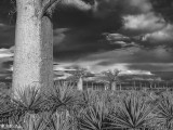 Baobab Trees, Mandrare Forest Lodge 3