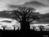 Baobab Trees, Mandrare Forest Lodge 1