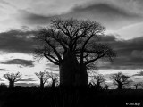 Baobab Trees, Mandrare Forest Lodge  1