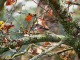 In the tree