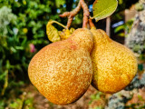 Golden pears