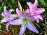Autumn Lily