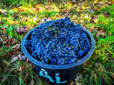 Grapes
